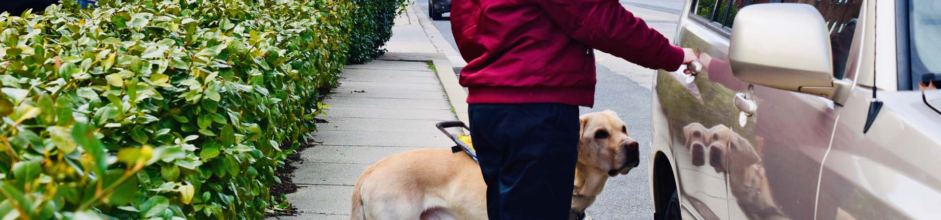 Close up of a person opening a passenger side car door with their guide dog beside them.